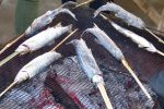 fish5