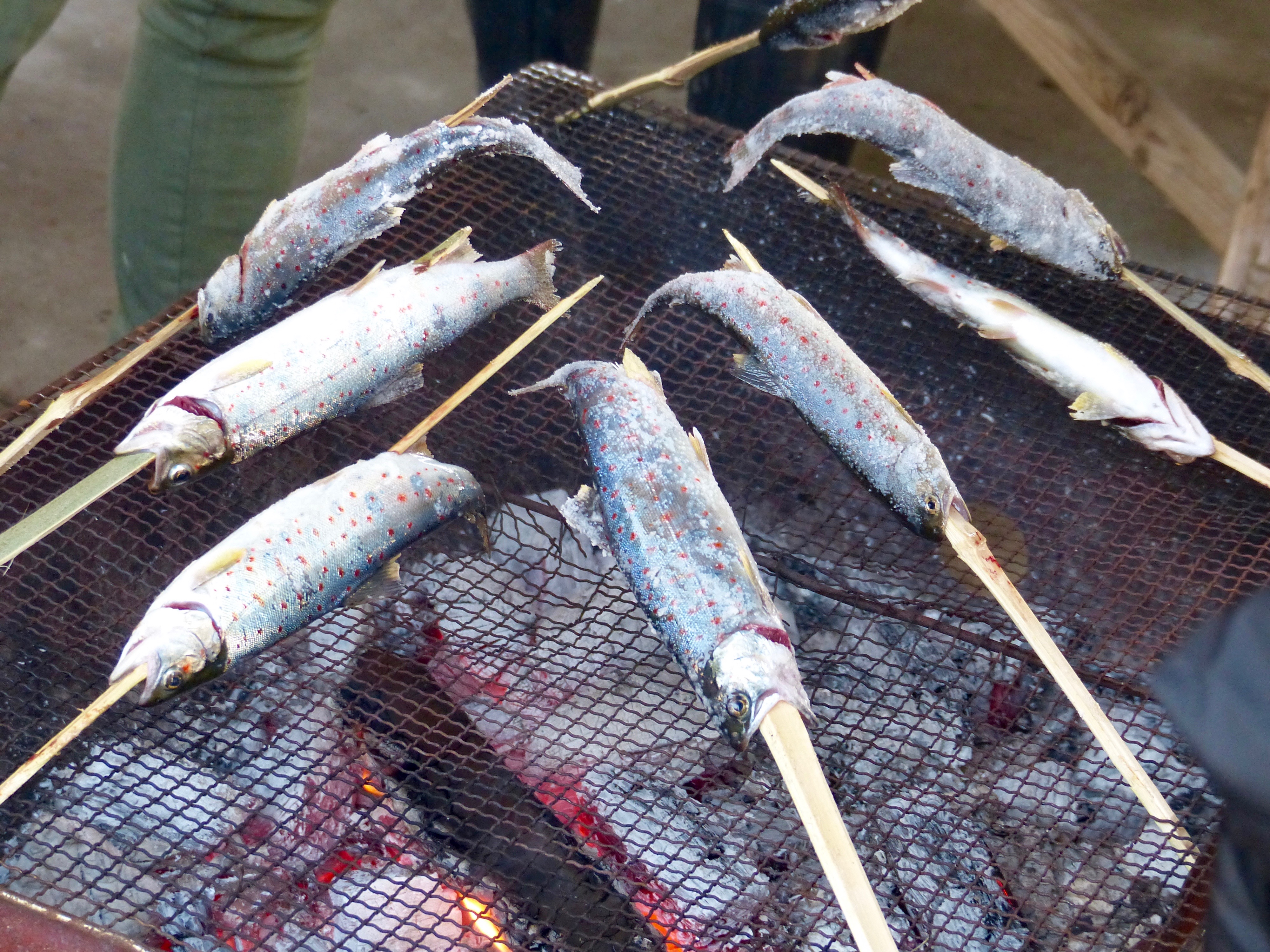 fish5