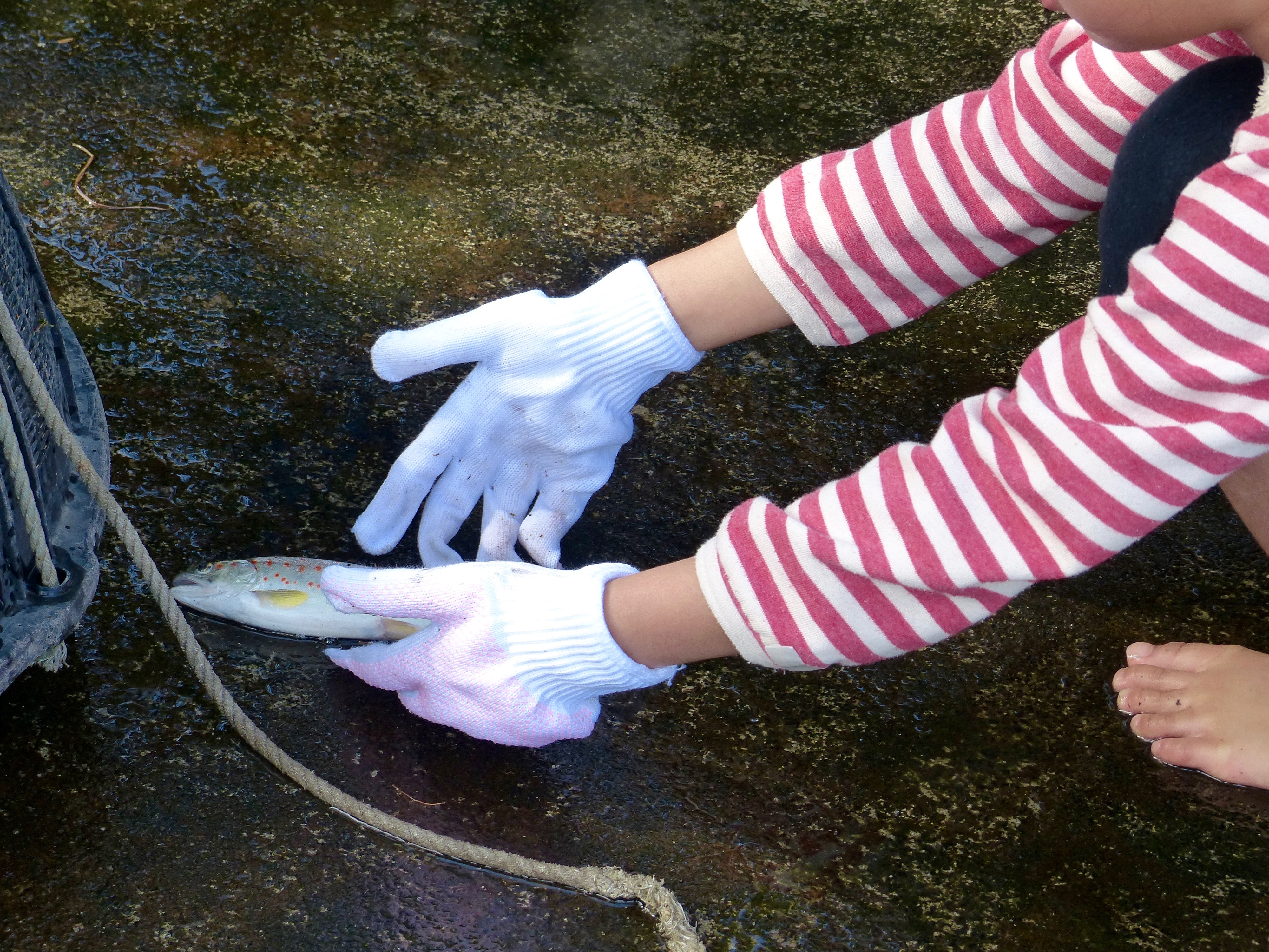 fish