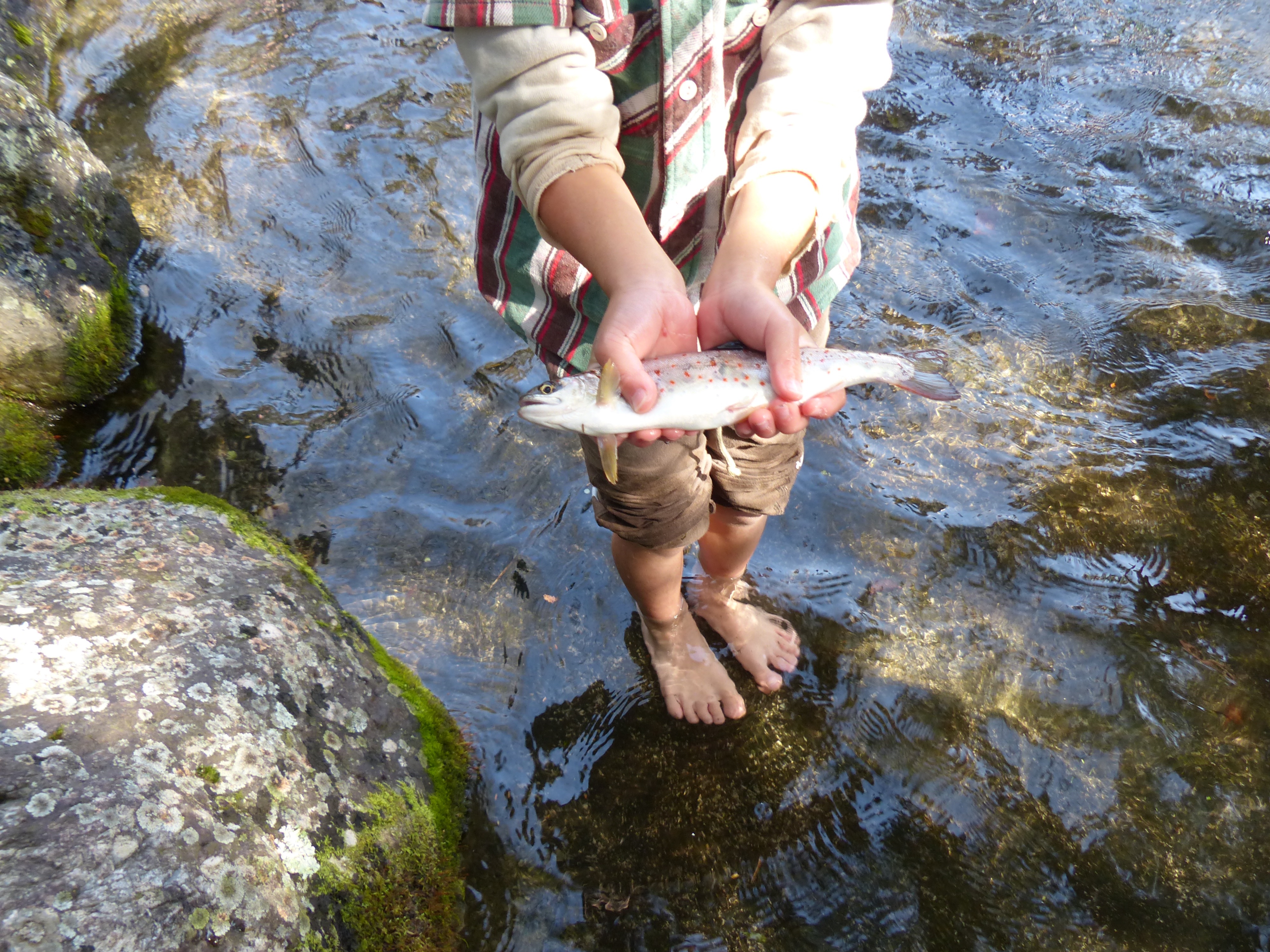 fish