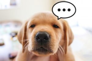 dog